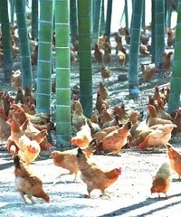 ȫʡ�׸���һֻ��Ҳ���˵ط���׼��