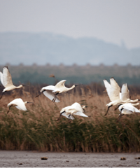 ̨��������ѡ��������½��Ұ��������Ҫ��Ϣ����¼