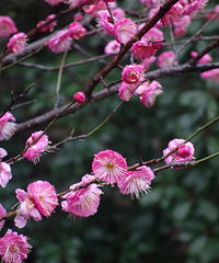 һ���ļ��п�����Ļ�