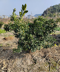 С����������Ͷ�û��Ҫ���������ġ�