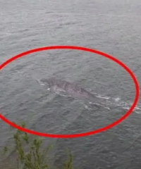 һҹ�������������ӵ��������������ը����