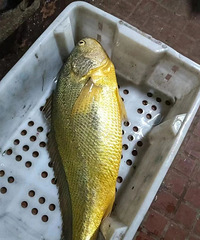 �㽭���񲶻�8.7��Ұ������㣬����68800Ԫ