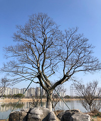 ��ҳ���������״