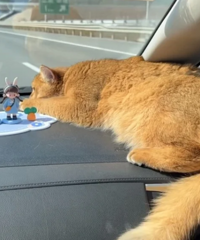 ��һ���Լݻؼҹ���������������˺��Ҹ�