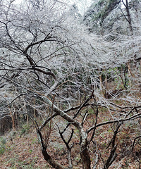 �������ĺ�ɽɭ�ֹ�԰���ĺ��⿴�������������