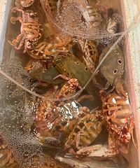 ̨�ݵ�С������Ǻ��ʶ����ڳ���