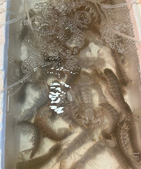 ̨�ݵ�С������Ǻ��ʶ����ڳ���