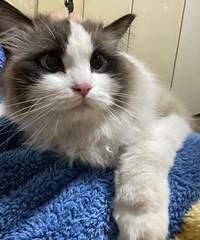 Ȣһ�Ͷ����Դ�������