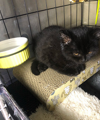 88�꽷��GG��175�ߣ�������è���Ҹ�90��