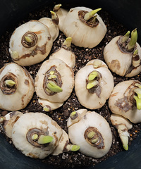 �����ƽ�