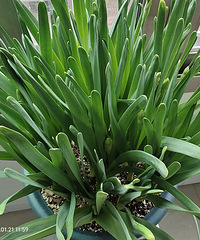 �����ƽ�