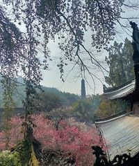 ��ȡ�����һ֦������Ӱ����ʫ������֬������ɫ��������̨���ʶ