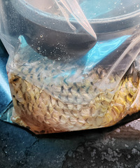 ������ɱ�������䶳���Ժ�����������ζ����������һ��