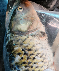 ������ɱ�������䶳���Ժ�����������ζ����������һ��