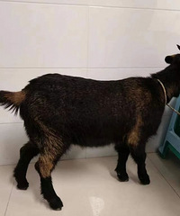 ��������ǵĻ������������������������ݡ�˳��ǣ��