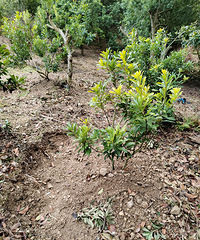 ����÷���Բ�Ҫ����С��÷�����ֲ����