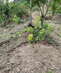 ����÷���Բ�Ҫ����С��÷�����ֲ����