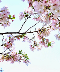 �������봺������ֱ��21��