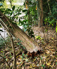 ������ɽ�̵���ľ���£���Ӧ���մ��ã�