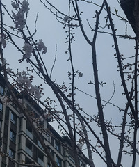 ί��ɽ̤��ż��ʯ�������ʳ�����