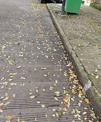 һ����Ҷ�������˵�ج��