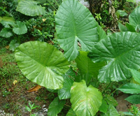 ���������У��ܶ����⼸�������ڣ������ڲ��ꡭ