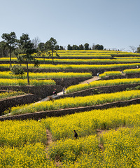 ��������ͷ�Ͳ˻���ɹͼ