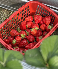 �����ߡ�����ʱ����ץס����β�ͣ��ڸ����ԣ�