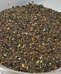 ��¼��ݮ���ӷ�ѿ