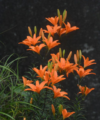 ��Ϊϡ�٣���̨�ݷ��֣�