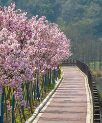 С֥Ϫ�´��ӣ��