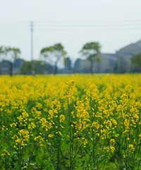 ·���Ͳ˻���󼯺ϣ��ߣ�һ���ͻ�ȥ��