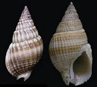 ̨��һ��ͨ�棺ȫ���ֹ��