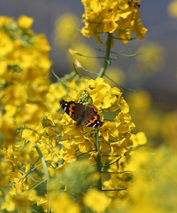 �����ψ����¼������Ͳ˻�