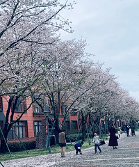 ӣ�������أ��紵������ƬƬӣ���꣬�����ÿ���