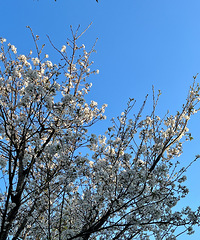 �����������������԰����