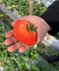 ��Ĳ�ݮ���Լ��ֵĴ󼸱�����ʲô������