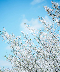 �����޶������ӣ��ʢ�ţ��ֵ�ӣ������ʱ��