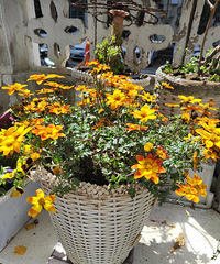 �������⣬���֡����ա�������