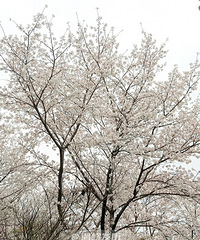 ��������桰�ͻ���ͼ����ȥ���������ޣ�