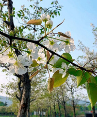 ����Ƭ��·��ˮ�Ĳ��ã�������޺�����ͨ�����룺�滨���ʫ��