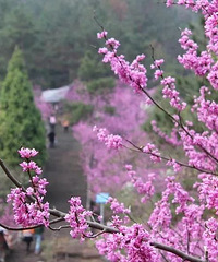 ����̨��ح������ ������Ҫ��һ����ɽ��Լ�ᣡ