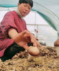 ��̨����һ�����߲ˣ��Ƶ��������ϰ壺�°�������