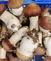 ��̨����һ�����߲ˣ��Ƶ��������ϰ壺�°�������