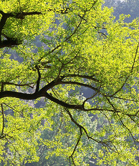 һĨ��ɫ������ŷ�Ҳ�Ǻ�����