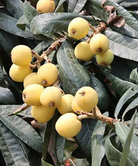 ���˽�ġ��׸�������������������