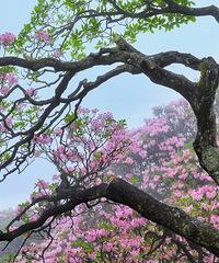 ��̨ɽ�����ƽ��ž黨�����鱨����