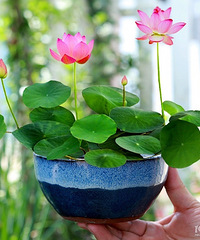 ��Ҷ���н����