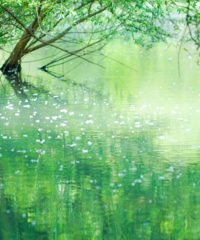 ������20���ӣ���̨�ݵĹ�԰�����㣡