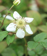 [��ʳ]̨���˵ġ���ζˮ��������